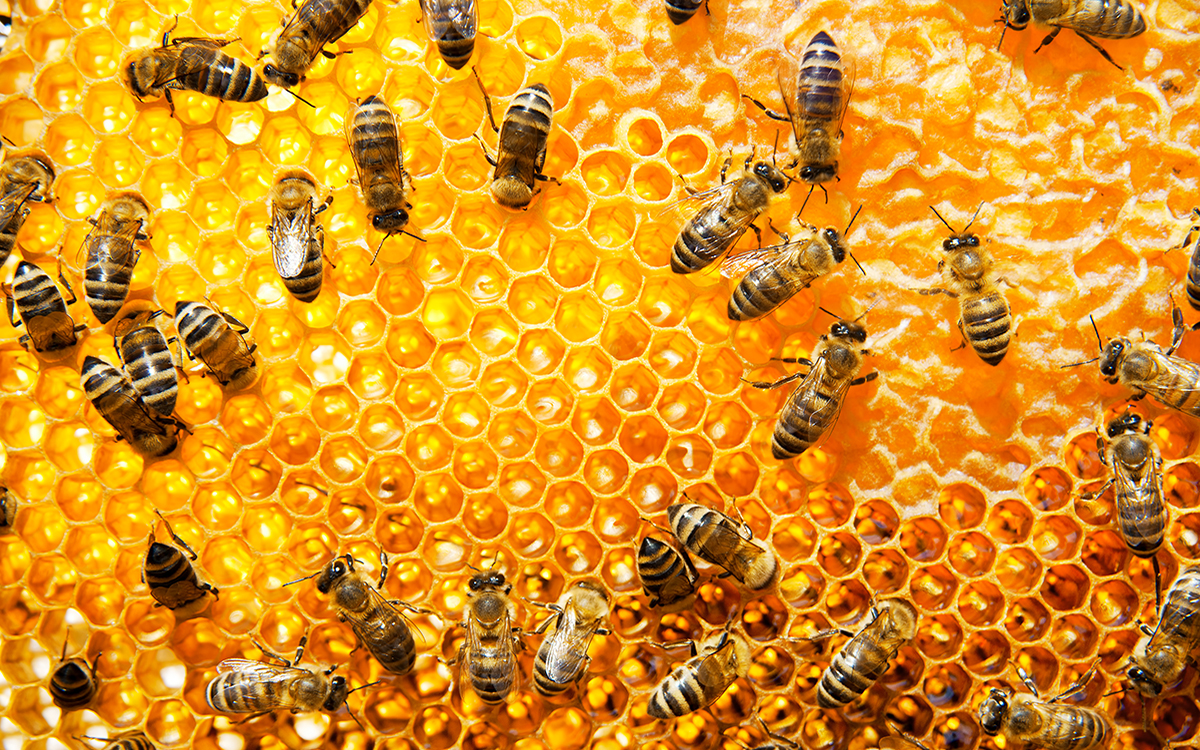 Pčelinja zajednica